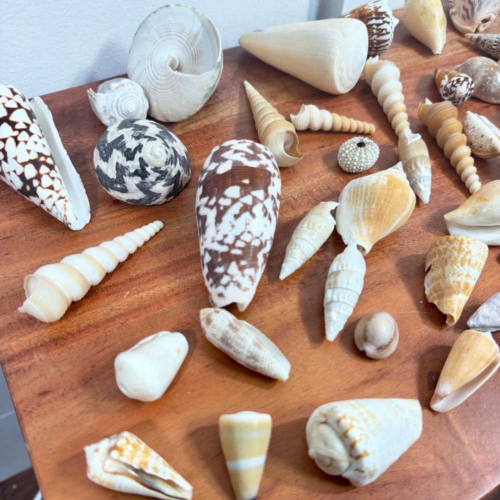 Natural Sea Shell Collection Assorted Lot Cone Cowrie Auger Specimen Decor 51 Pc - Picture 6 of 13